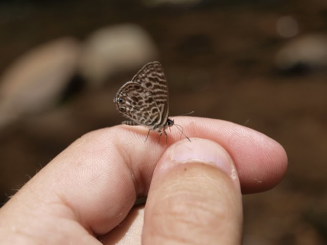 Butterfly hunting